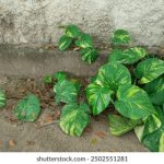 金博娱乐:玩家分享的真实体验与心得体会 157bz