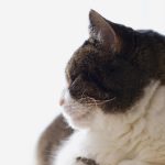 CCTV6电影频道网络直播源最新稳定版获取指南 9g6s03o