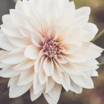 金博士的职业生涯:从实验室到国际舞台的历程 l87ur7g25