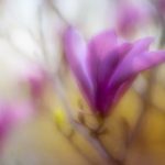 金博士娱乐:为你带来精彩纷呈的娱乐盛宴 r4h5uku