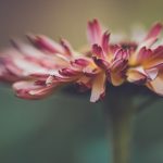 金博士平台为科研人员提供的资源与支持详解 volsv4obu