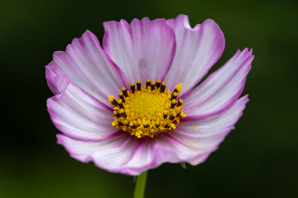 《直播邯郸》——直击邯郸民生热点,聚焦城市发展动态 《直播邯郸》——直击邯郸民生热点,聚焦城市发展动态